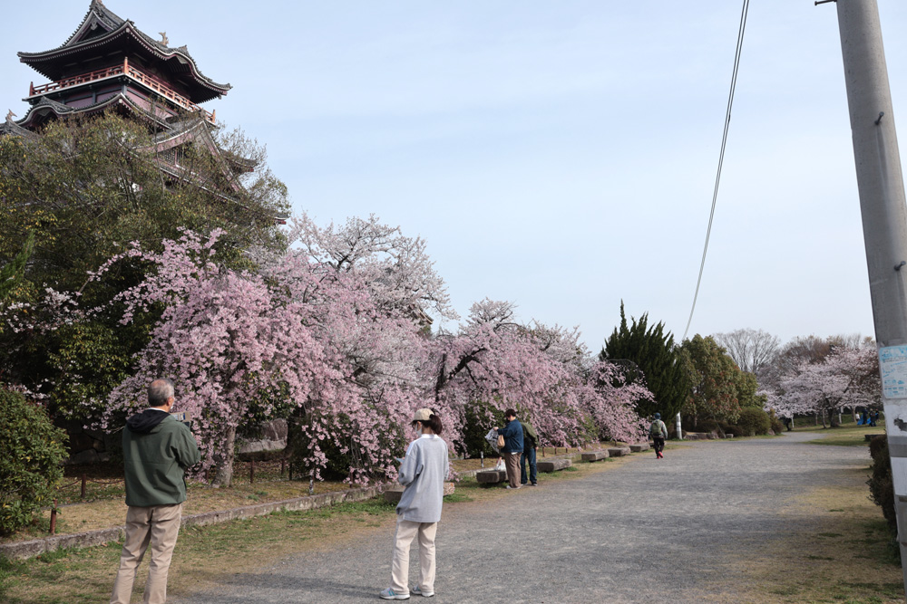 伏見桃山運動公園　桜が満開